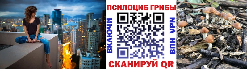 Псилоцибиновые грибы Psilocybe  Купить где  Каменка 